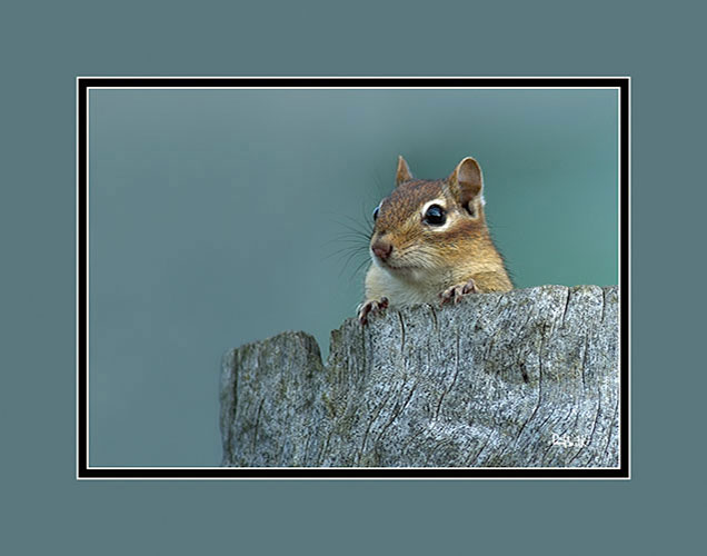 Chipmunk